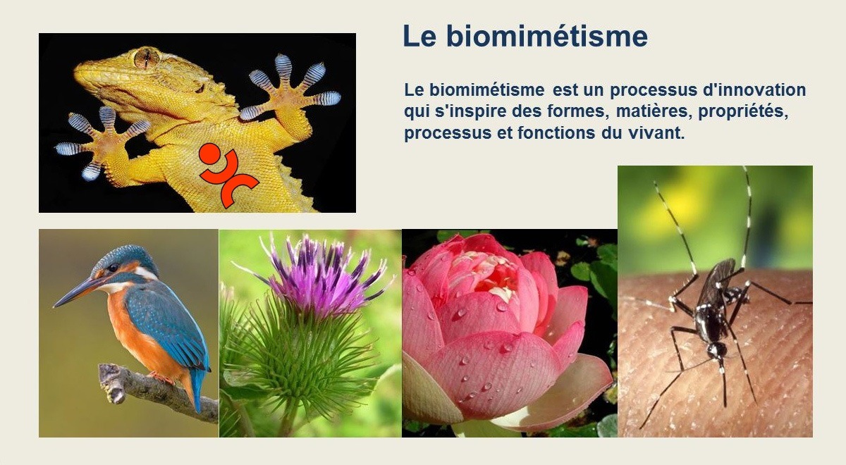 Le biomimétisme dans le projet d'innovation